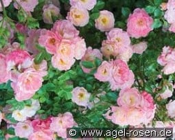 Peach Drift kaufen, click for more details Peach Drift