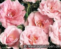 Pearl Mirato syn Pearl Chatsworth kaufen, click for more details Pearl Mirato syn Pearl Chatsworth