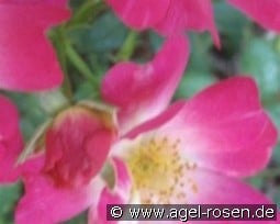 Pink Drift kaufen, click for more details Pink Drift