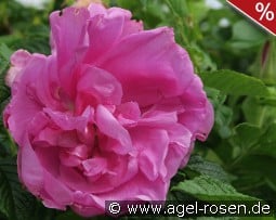 Pink Roadrunner kaufen, click for more details Pink Roadrunner