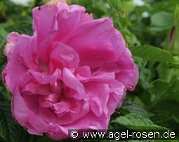 Pink Roadrunner kaufen, click for more details Pink Roadrunner