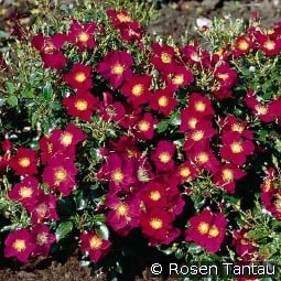 Purple Haze kaufen, click for more details Purple Haze