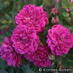 Purple Rain kaufen, click for more details Purple Rain