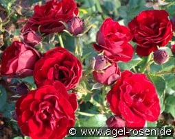 Red Fire kaufen, click for more details Red Fire