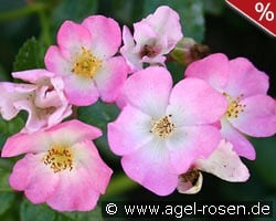 Rosa Sternenflor kaufen, click for more details Rosa Sternenflor