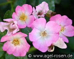 Rosa Sternenflor kaufen, click for more details Rosa Sternenflor