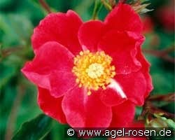 Rose Cascade kaufen, click for more details Rose Cascade