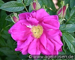 Rotes Meer syn. Purple Pavement kaufen, click for more details Rotes Meer syn. Purple Pavement