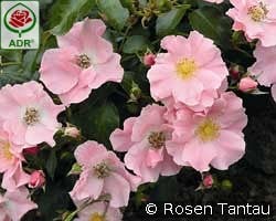 Satin Haze kaufen, click for more details Satin Haze