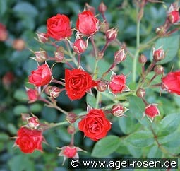 Scarlet Meidiland kaufen, click for more details Scarlet Meidiland