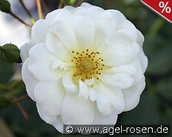Schneekönigin kaufen, click for more details Schneekönigin