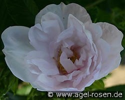 Schneekoppe syn. Snow Pavement kaufen, click for more details Schneekoppe syn. Snow Pavement