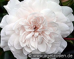 Sea Foam kaufen, click for more details Sea Foam