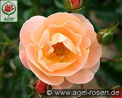 Sedana kaufen, click for more details Sedana