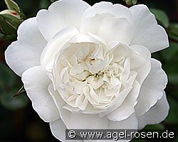 Snow Ballett kaufen, click for more details Snow Ballett