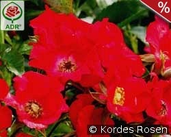 Sommerabend kaufen, click for more details Sommerabend