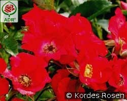 Sommerabend kaufen, click for more details Sommerabend