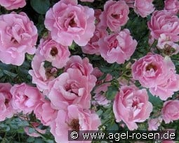 Sommerwind kaufen, click for more details Sommerwind