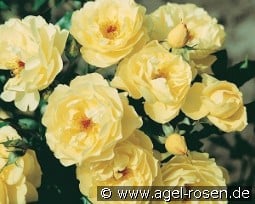 Sonnenschirm kaufen, click for more details Sonnenschirm