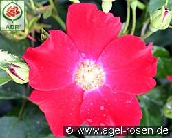 Sorrento kaufen, click for more details Sorrento