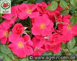 Stadt Rom kaufen, click for more details Stadt Rom