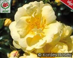 Sunny Rose kaufen, click for more details Sunny Rose