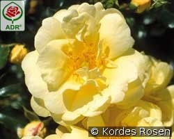 Sunny Rose kaufen, click for more details Sunny Rose