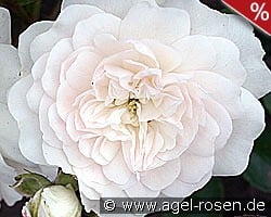 Swany kaufen, click for more details Swany