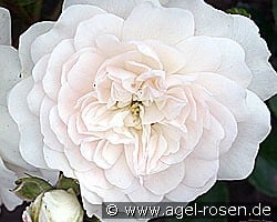 Swany kaufen, click for more details Swany