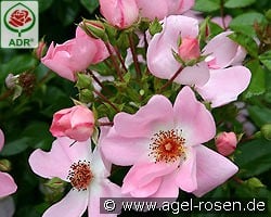 Sweet Haze kaufen, click for more details Sweet Haze