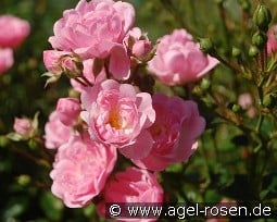 The Fairy kaufen, click for more details The Fairy