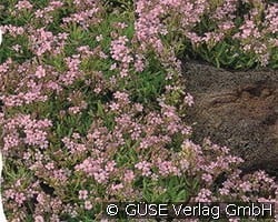 Zwerg-Schleierkraut kaufen, clicken für mehr Details Zwerg-Schleierkraut