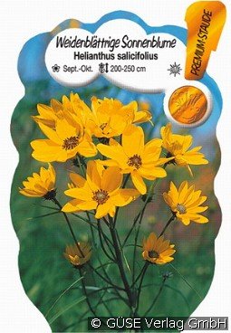 Weidenblättrige Sonnenblume