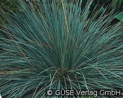 Blaustrahlhafer kaufen, clicken für mehr Details Blaustrahlhafer