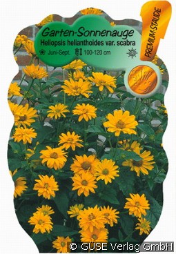 Sonnenauge kaufen, clicken für mehr Details Sonnenauge