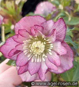 Christrose 'Double Ellen Picotee'