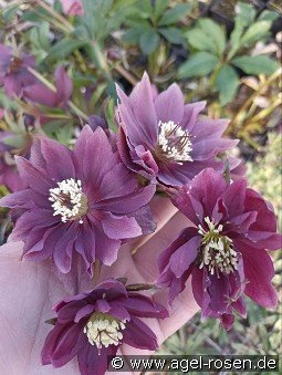 Christrose 'Double Ellen Purple' kaufen, clicken für mehr Details Christrose 'Double Ellen Purple'