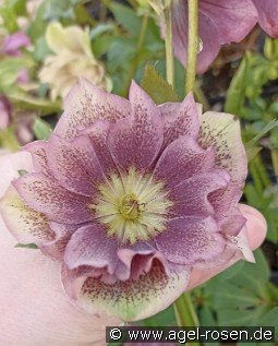 Christrose 'Double Ellen Spotted' kaufen, clicken für mehr Details Christrose 'Double Ellen Spotted'