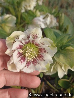 Christrose 'Double Ellen White Spotted'