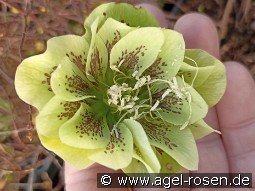 Christrose 'Double Ellen Yellow Spotted' kaufen, clicken für mehr Details Christrose 'Double Ellen Yellow Spotted'