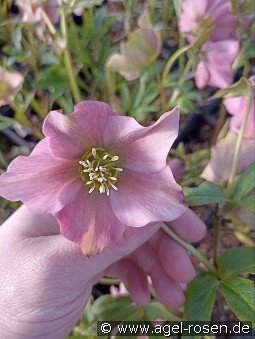 Christrose 'Pretty Ellen Pink'