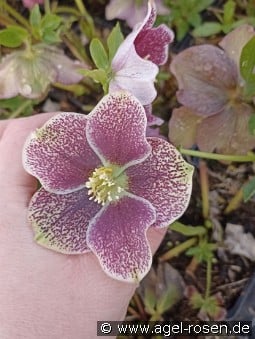 Christrose 'Pretty Ellen Spotted' kaufen, clicken für mehr Details Christrose 'Pretty Ellen Spotted'