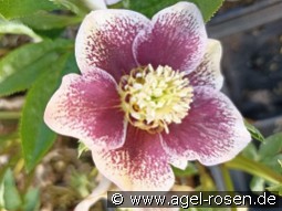 Christrose 'Pretty Ellen white Spotted'