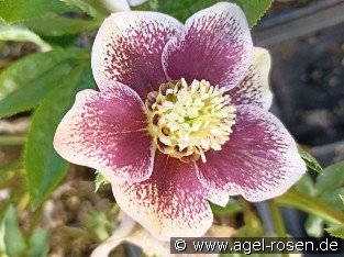 Christrose 'Pretty Ellen white Spotted'