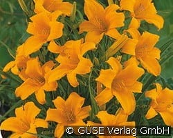 Taglilie kaufen, clicken für mehr Details Taglilie