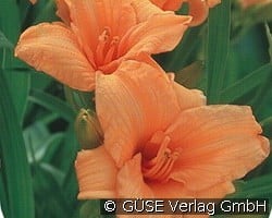 Taglilie kaufen, clicken für mehr Details Taglilie