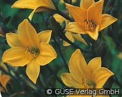 Taglilie kaufen, clicken für mehr Details Taglilie