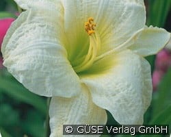 Taglilie kaufen, clicken für mehr Details Taglilie