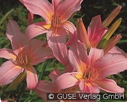 Taglilie kaufen, clicken für mehr Details Taglilie