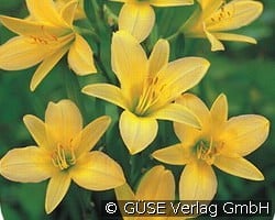 Taglilie kaufen, clicken für mehr Details Taglilie